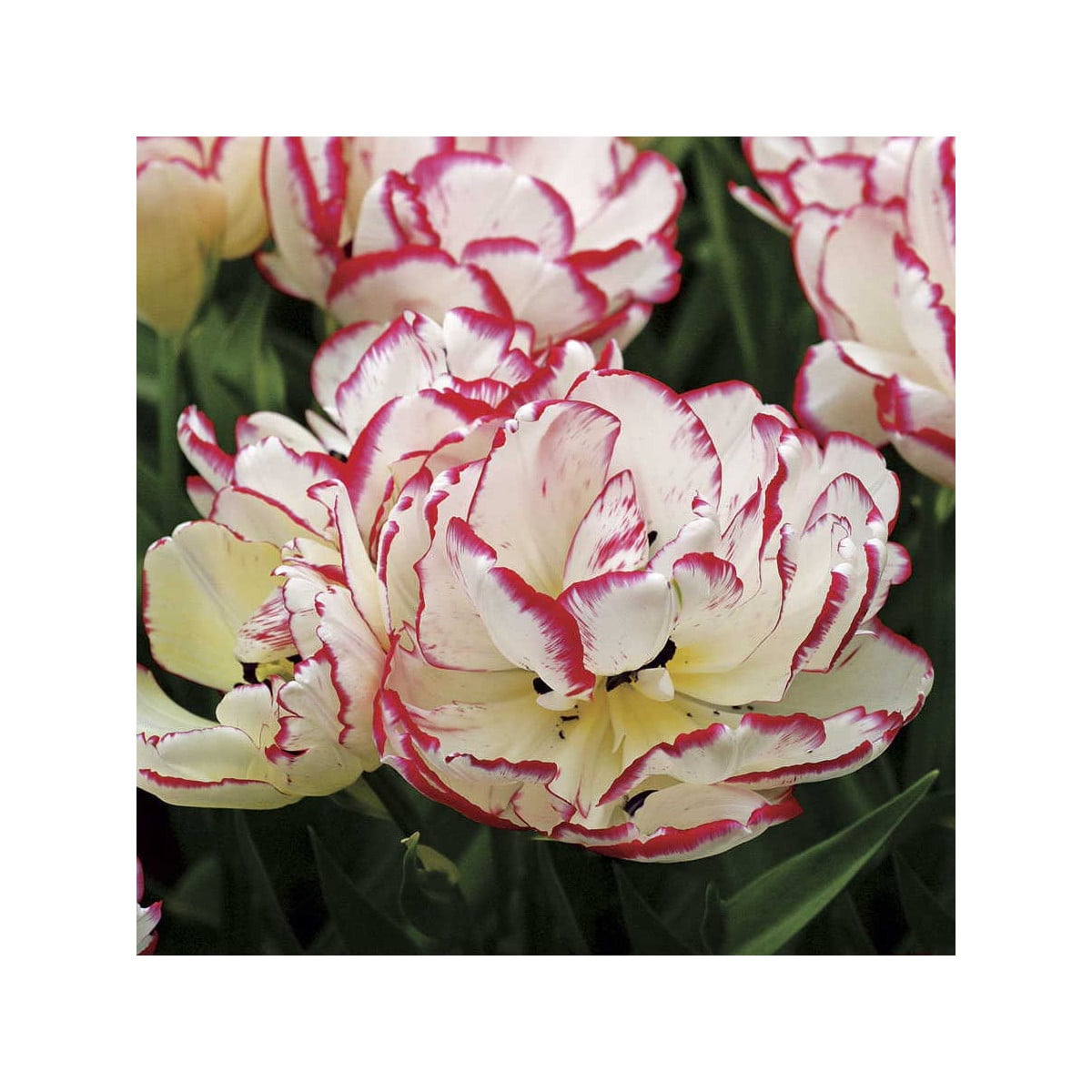 Tulipán Belicia - Tulipa - cibule tulipánů - 3 ks