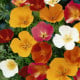 Sluncovka směs barev - Eschscholzia californica - osivo sluncovky - 200 ks