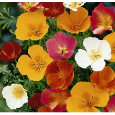 Sluncovka směs barev - Eschscholzia californica - osivo sluncovky - 200 ks