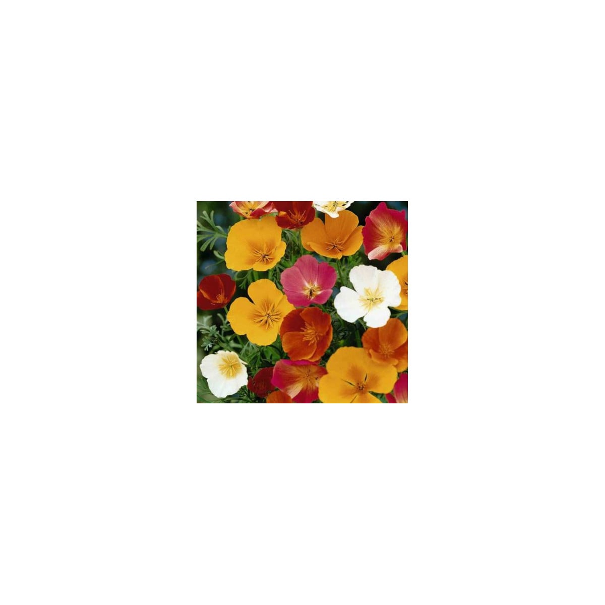 Sluncovka směs barev - Eschscholzia californica - osivo sluncovky - 200 ks