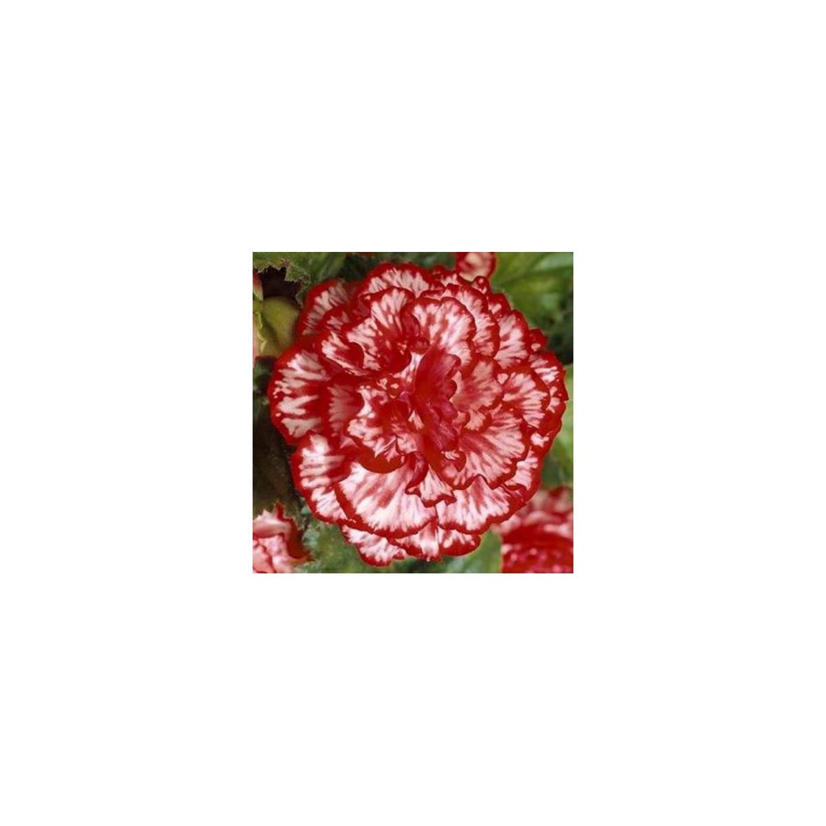 Begonie plnokvětá Marmorata - Begonia tuberhybrida - hlízy begónie - 2 ks