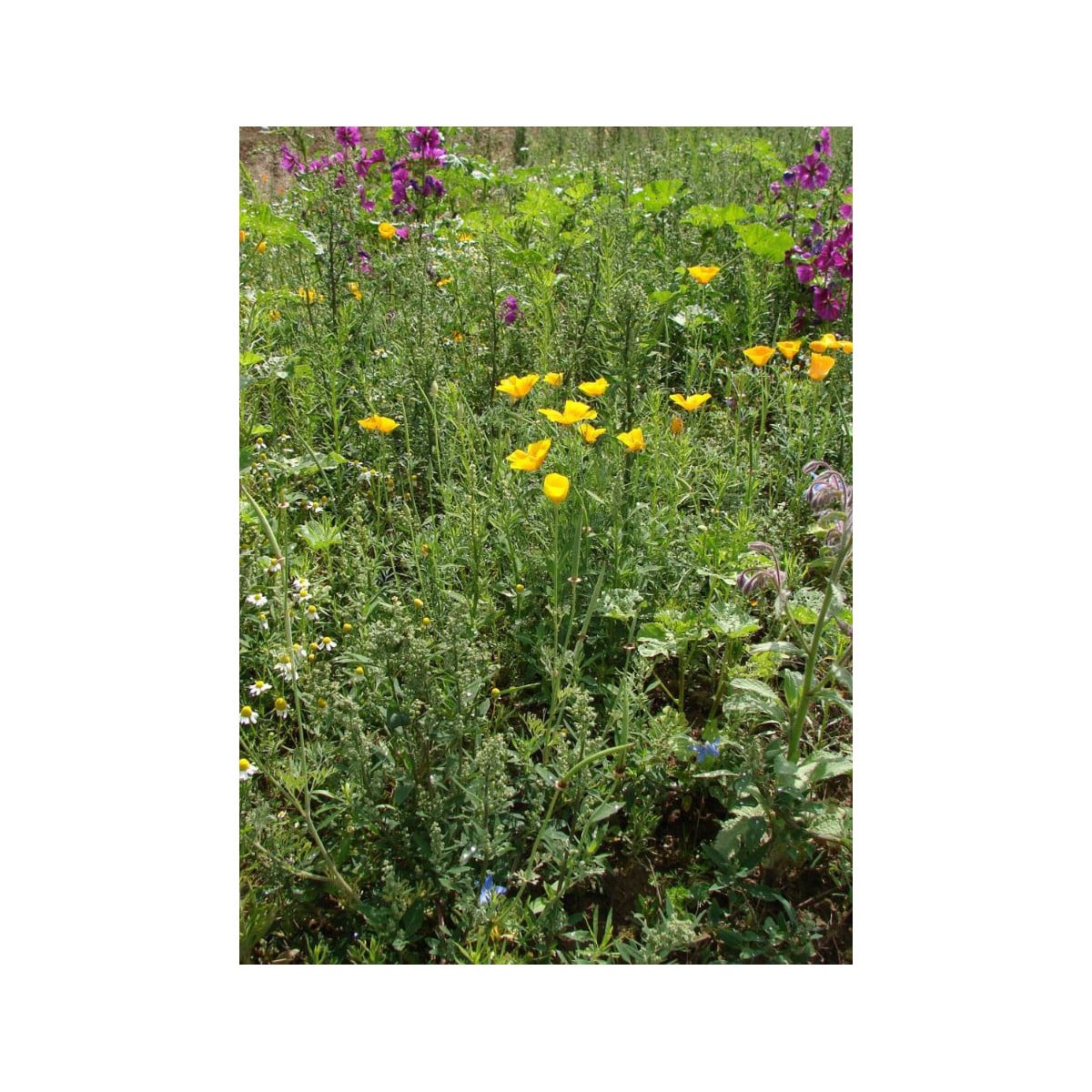 Bylinková vonička - osivo Planta Naturalis - směs lučních květin - 50 g