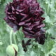 Mák Black Peony - Papaver somniferum - osivo máku - 150 ks