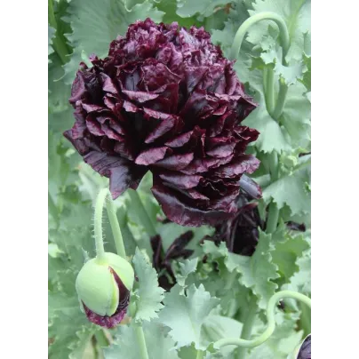 Mák Black Peony - Papaver somniferum - osivo máku - 150 ks