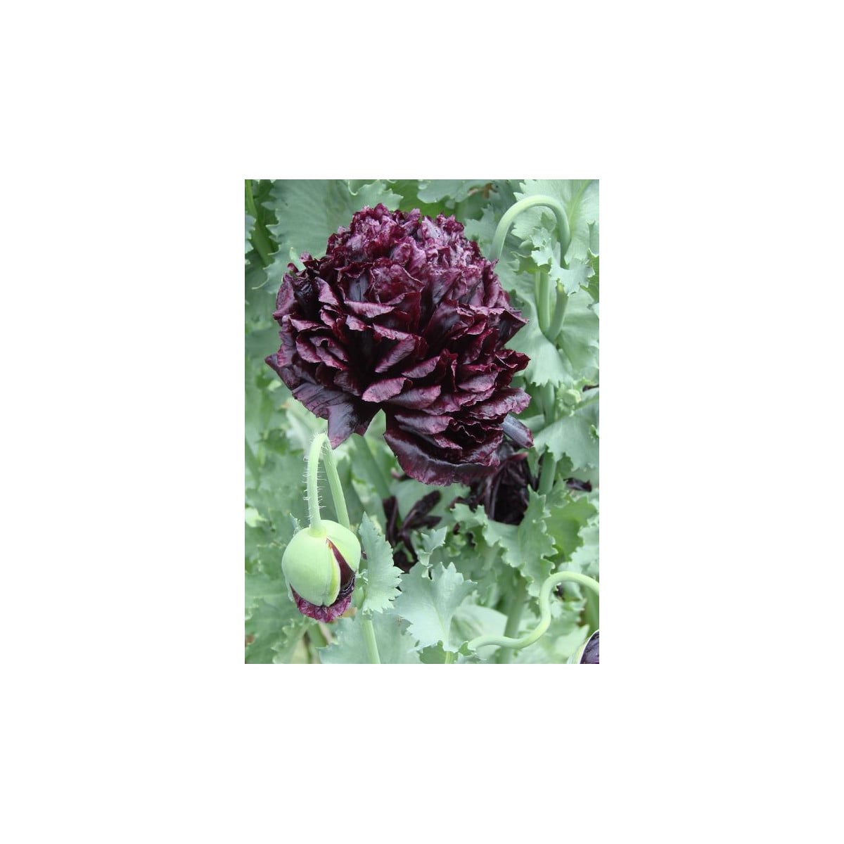 Mák Black Peony - Papaver somniferum - osivo máku - 150 ks