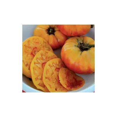 Rajče- "Zlatá medaile"- semena- 6 ks - Solanum lycopersicum