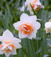 Narcis Replete - Narcissus - cibule narcisů - 3 ks