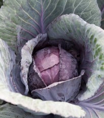Zelí červené Pourovo - Brassica oleracea - osivo zelí - 200 ks