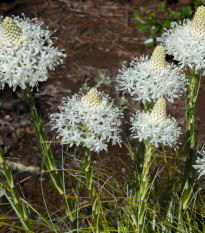 Medvědí tráva - Xerophyllum tenax - osivo medvědí trávy - 15 ks