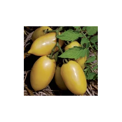 Rajče- Párek- semena- 6 ks - Solanum lycopersicum