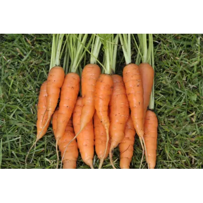 Mrkev karotka Amsterdam raná - Daucus carota - osivo mrkve - 900 ks