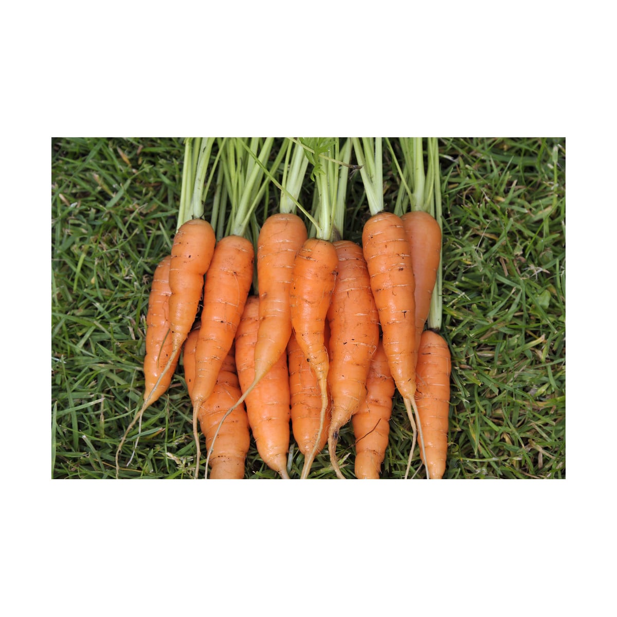 Mrkev karotka Amsterdam raná - Daucus carota - osivo mrkve - 900 ks