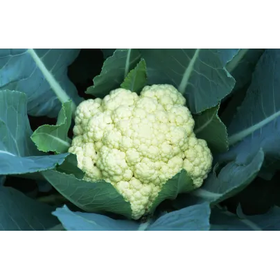 Květák pozdní Romanesco - Brassica oleracea botrytis - osivo květáku - 20 ks
