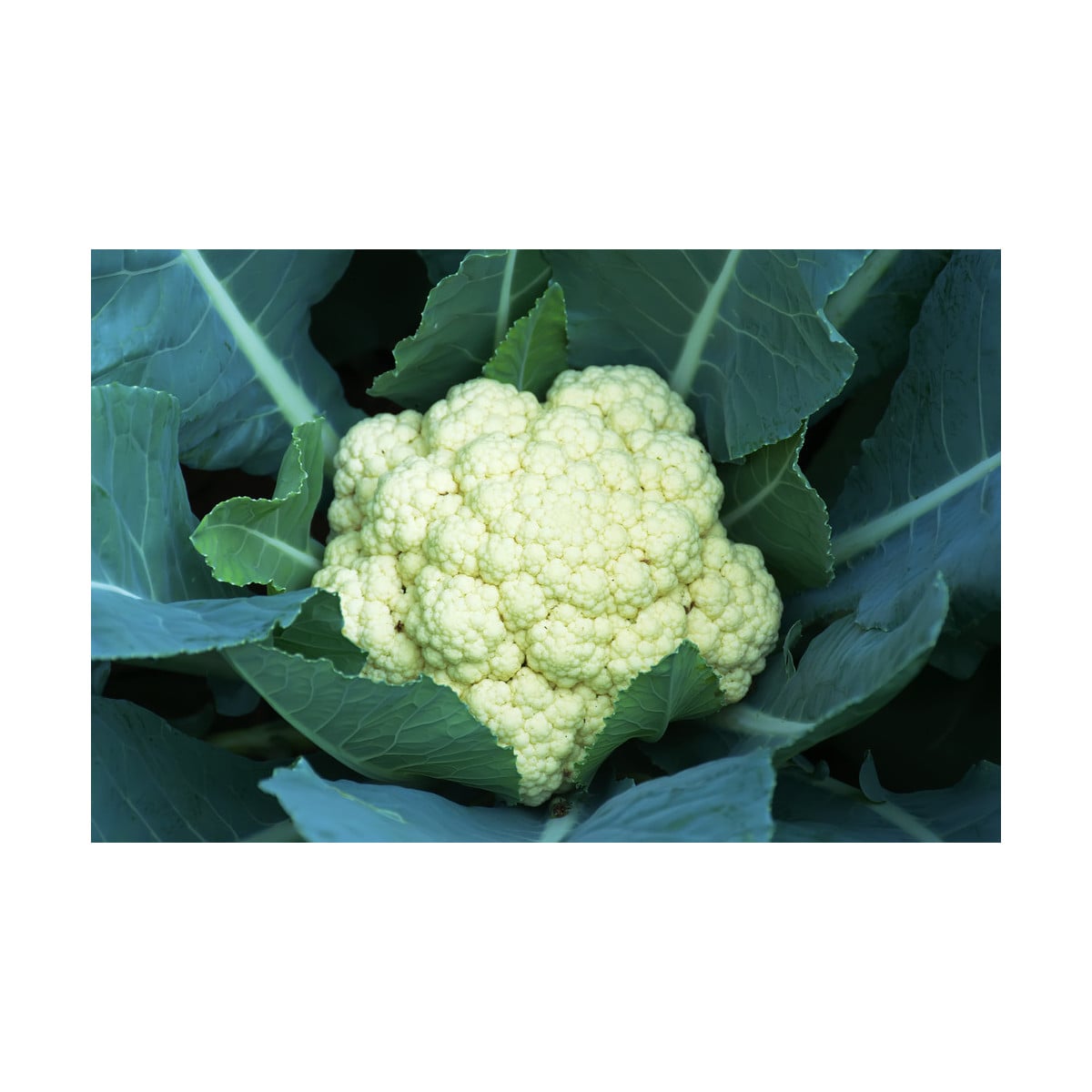 Květák pozdní Romanesco - Brassica oleracea botrytis - osivo květáku - 20 ks