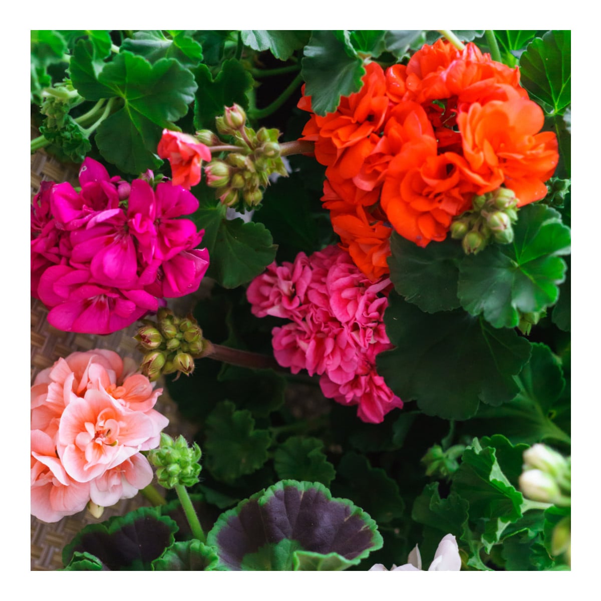 Muškát Paintbox směs barev - Pelargonium hybrids - osivo muškátu - 8 ks