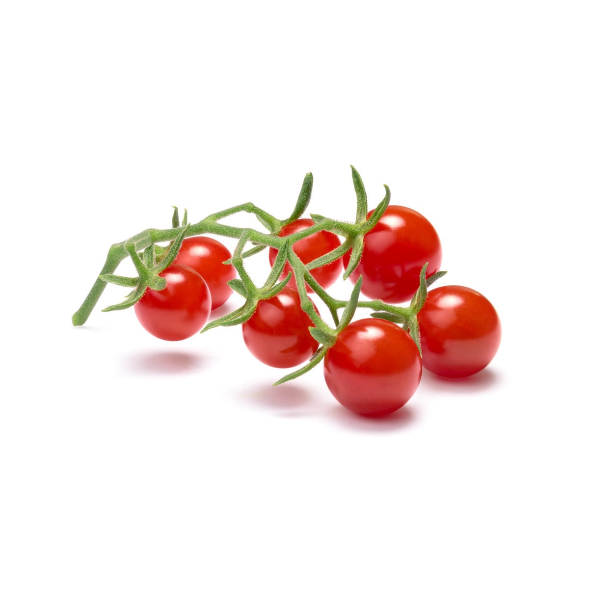 Divoká rajčátka - Solanum pimpinellifolium - osivo rajčat - 6 ks