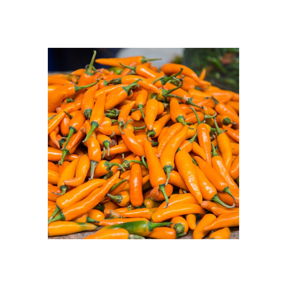 Chilli Bulharská mrkev - Capsicum annuum - osivo chilli - 6 ks