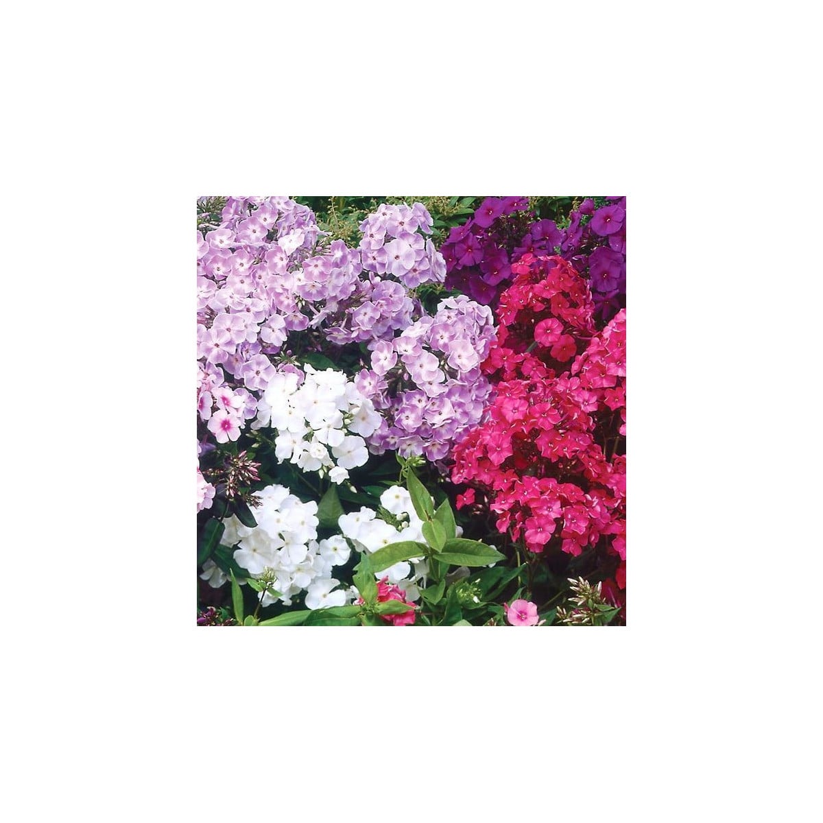 Plaménka latnatá směs barev - Phlox paniculata grandiflora - osivo plaménky - 15 ks