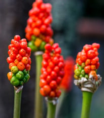 Áron červený - Arum italicum - cibule áronu - 2 ks