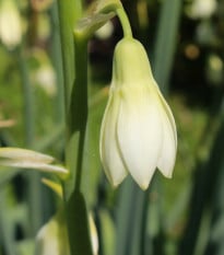 Litoška - Galtonia candicans - cibule litošky - 1 ks