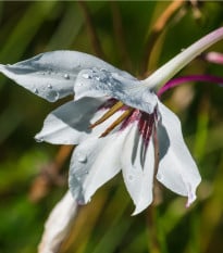 Acidanthera - Acidanthera - hlízy acidanthery - 4 ks