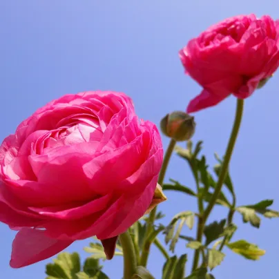 Pryskyřník růžový plnokvětý - Ranunculus asiaticus - hlízy pryskyřníků - 3 ks