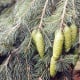 Smrk himalájský - Picea smithiana - osivo smrku - 8 ks