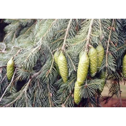 Smrk himalájský - Picea smithiana - osivo smrku - 8 ks