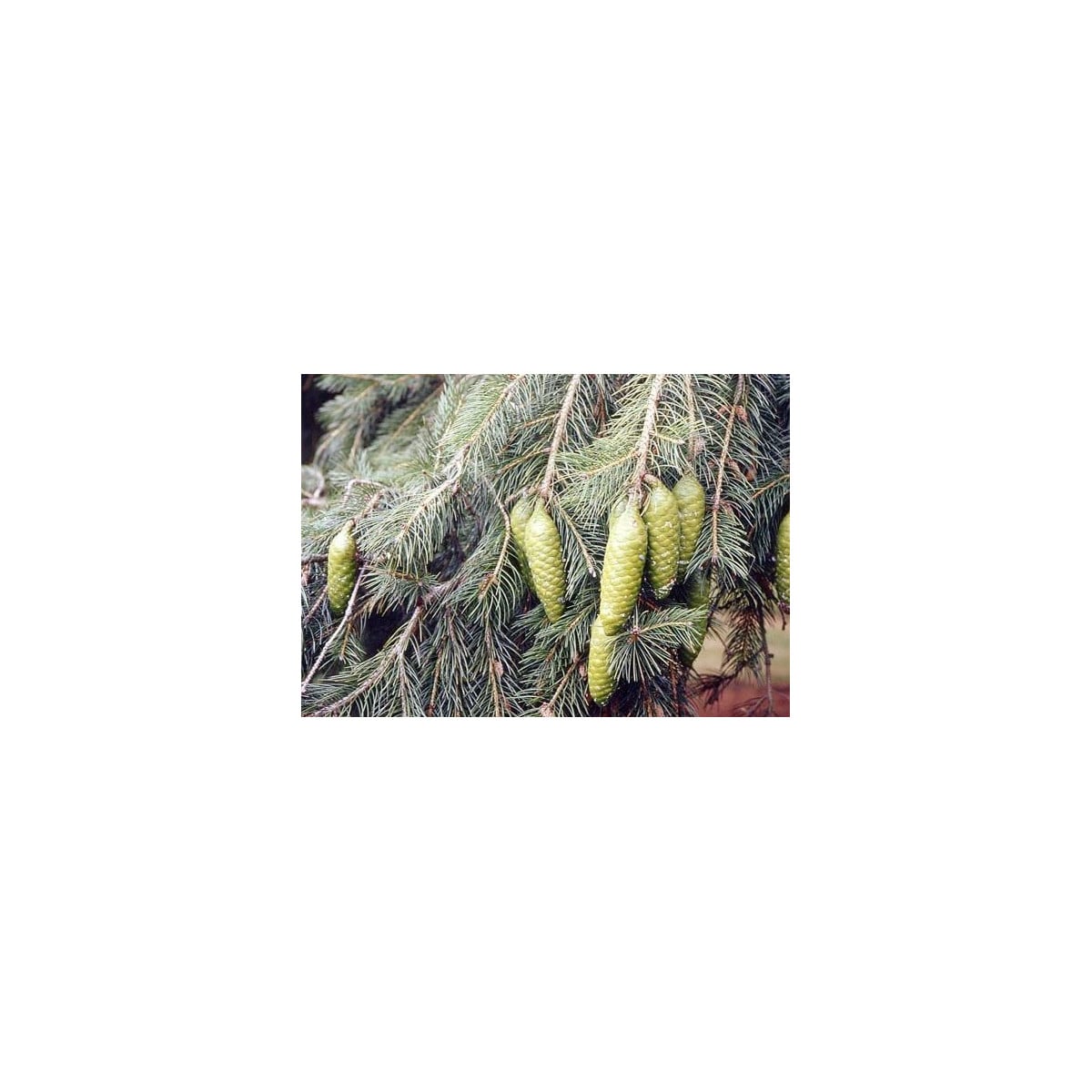 Smrk himalájský - Picea smithiana - osivo smrku - 8 ks