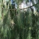 Smrk himalájský - Picea smithiana - osivo smrku - 8 ks