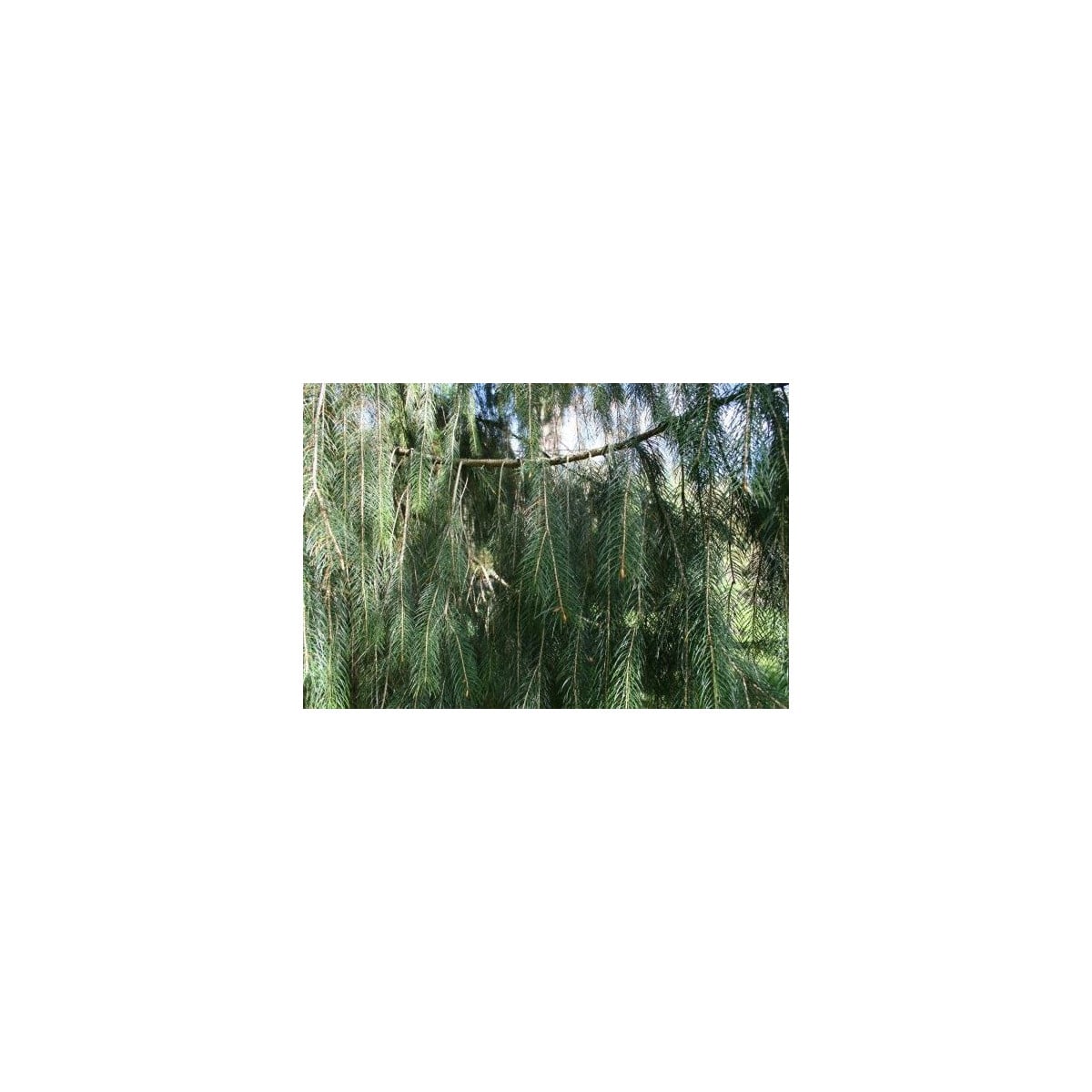 Smrk himalájský - Picea smithiana - osivo smrku - 8 ks