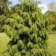 Smrk himalájský - Picea smithiana - osivo smrku - 8 ks