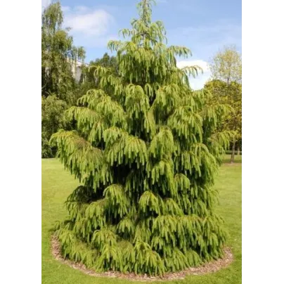 Smrk himalájský - Picea smithiana - osivo smrku - 8 ks