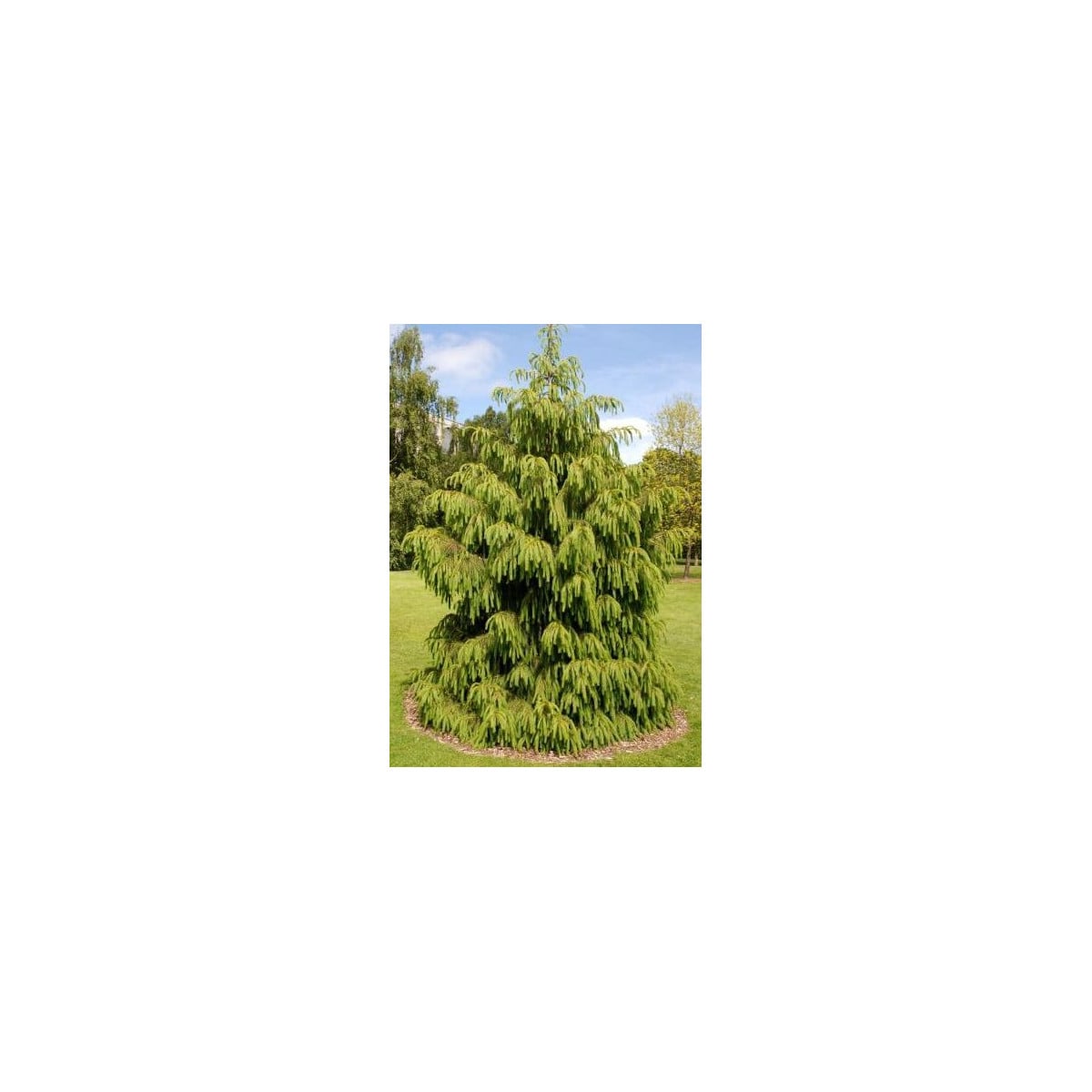 Smrk himalájský - Picea smithiana - osivo smrku - 8 ks