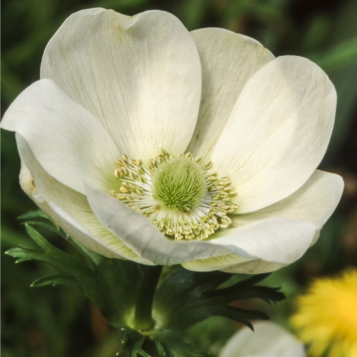 Sasanka Bride - Anemone - hlízy sasanek - 3 ks
