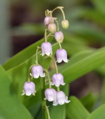 Konvalinka vonná růžová - Convallaria majalis - hlízy konvalinky - 1 ks