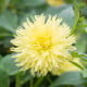 Jiřinka Kenemerland žlutá - Dahlia - hlízy jiřinek - 1 ks
