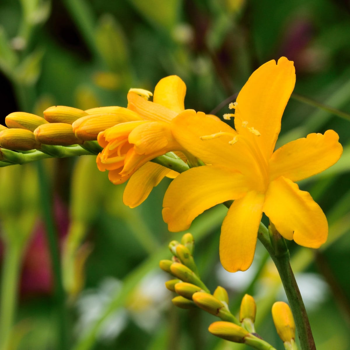 Montbrécie George Davidson  - Crocosmia - hlízy montbrécie - 4 ks