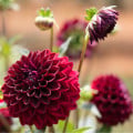 Jiřinka Arabská noc - Dahlia - hlízy jiřinek - 1 ks