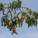 Tamarind indický - Tamarindus indica - osivo tamarindu - 5 ks