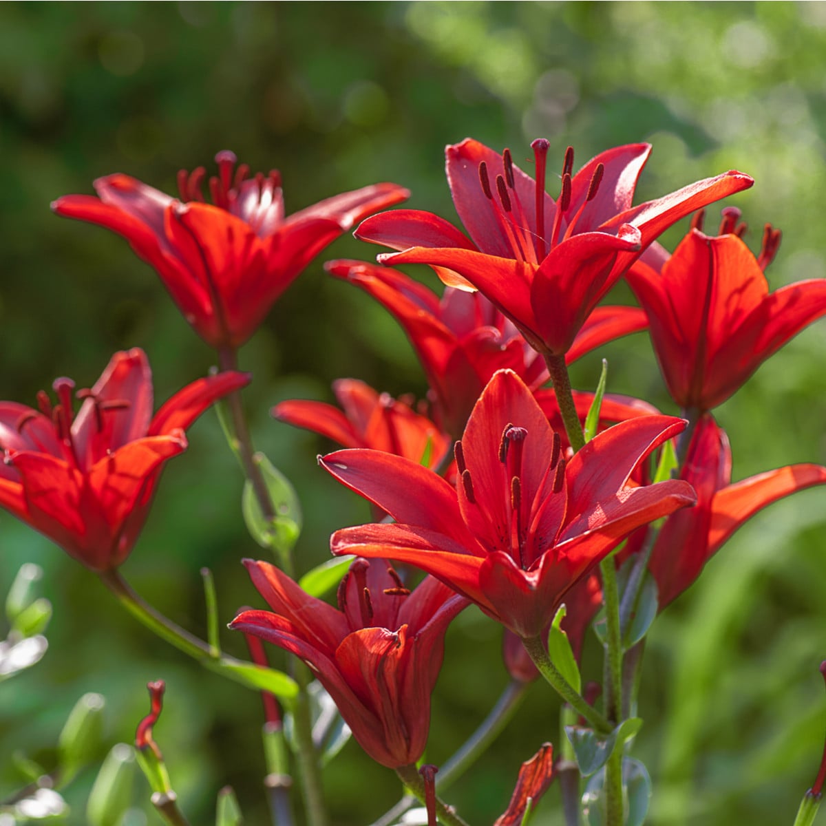 Lilie Diabora - Lilium - cibule lilií - 1 ks