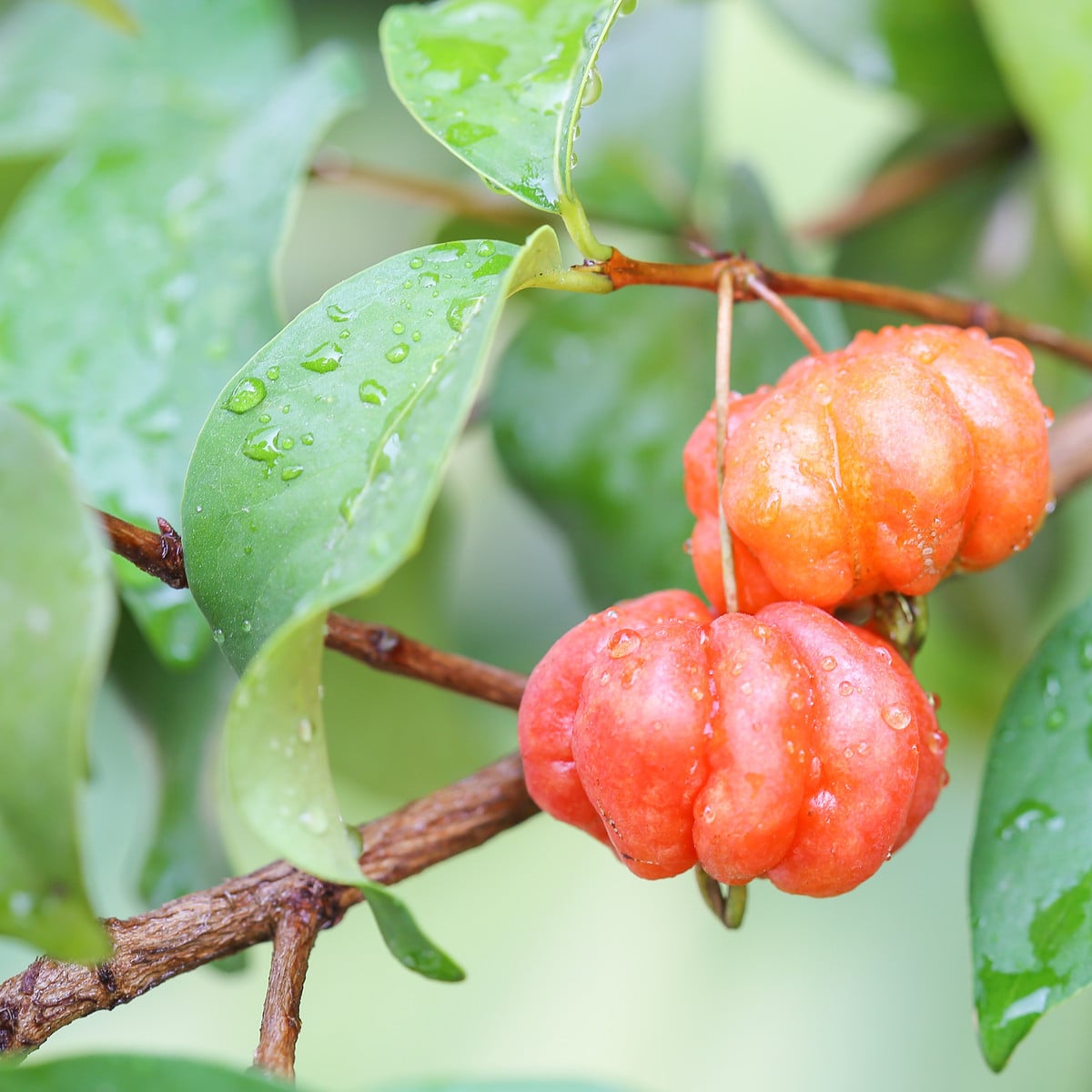 Surimajská třešeň - Martej jednokvětá - Eugenia Uniflora - osivo třešně - 2 ks