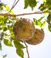 Oslizák líbezný - Aegle marmelos - osivo oslizáku - 3 ks