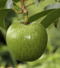 Anona glabra - Láhevník - Annona glabra - osivo anony - 5 ks