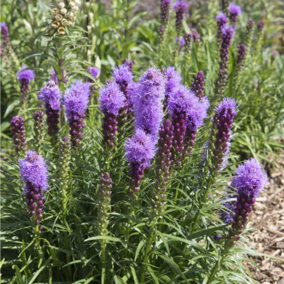 Šuškarda fialová - Liatris spicata - hlízy šuškardy - 5 ks