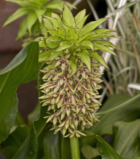 Chocholatice - Eucomis bicolor - cibule chocholatice - 1 ks