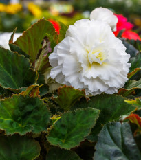 Begonie drobnokvětá bílá - Begonia multiflora maxima - hlízy begónií - 2 ks