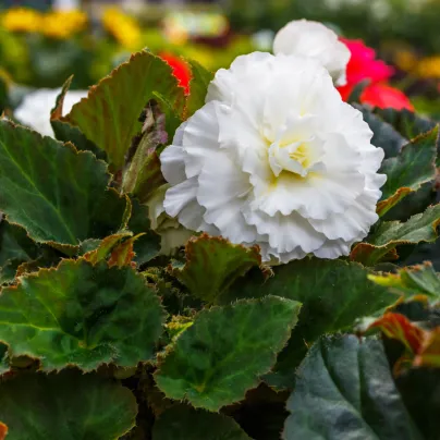 Begonie drobnokvětá bílá - Begonia multiflora maxima - hlízy begónií - 2 ks