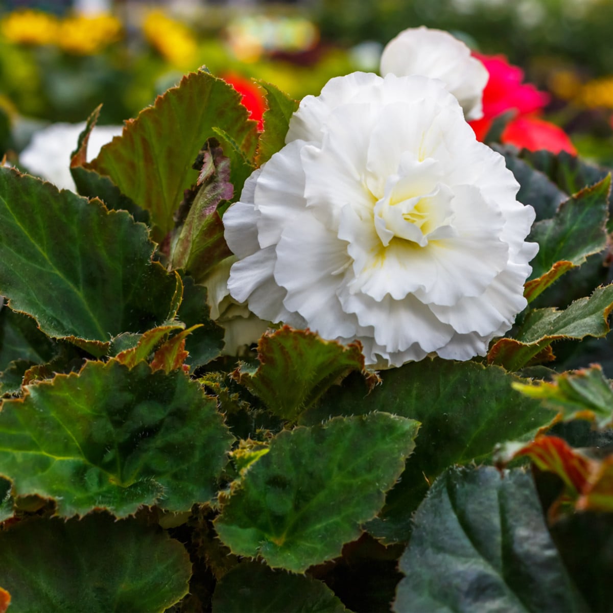 Begonie drobnokvětá bílá - Begonia multiflora maxima - hlízy begónií - 2 ks