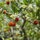 Jahodový strom - Planika obecná - Arbutus unedo - osivo jahodového stromu - 5 ks